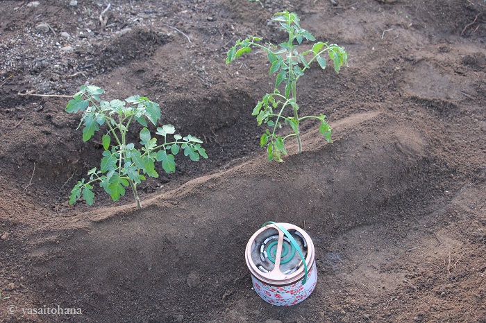 ミニトマト定植 種からベランダで育てているミニトマトを畑に植えた 国際結婚夫婦 椿とtaroのナチュラル生活