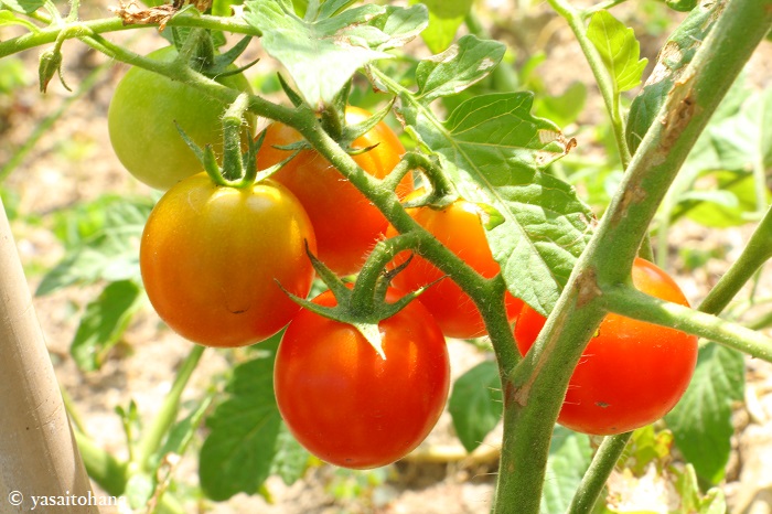 種から育てたミニトマトが収穫三昧 元スーパーのミニトマト 収穫までの成長記録 国際結婚夫婦 椿とtaroのナチュラル生活