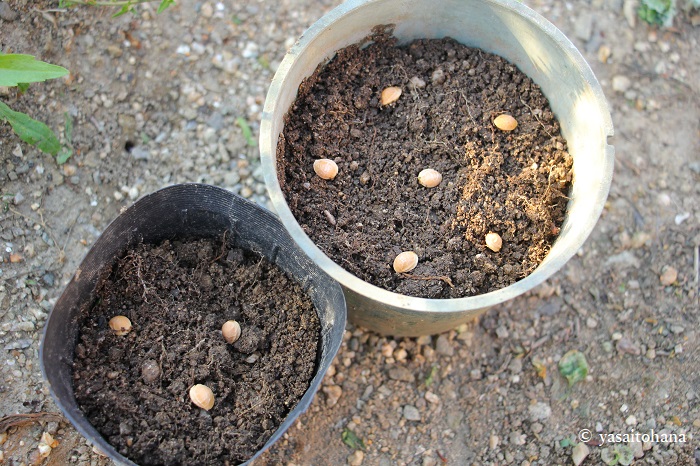 さくらんぼの種を植える
