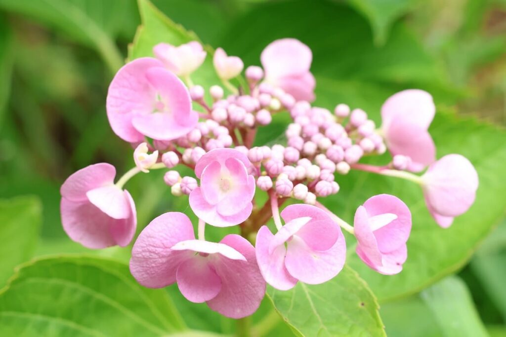 アジサイを挿し木で増やす|挿し木/水挿しの方法や適した時期を紹介