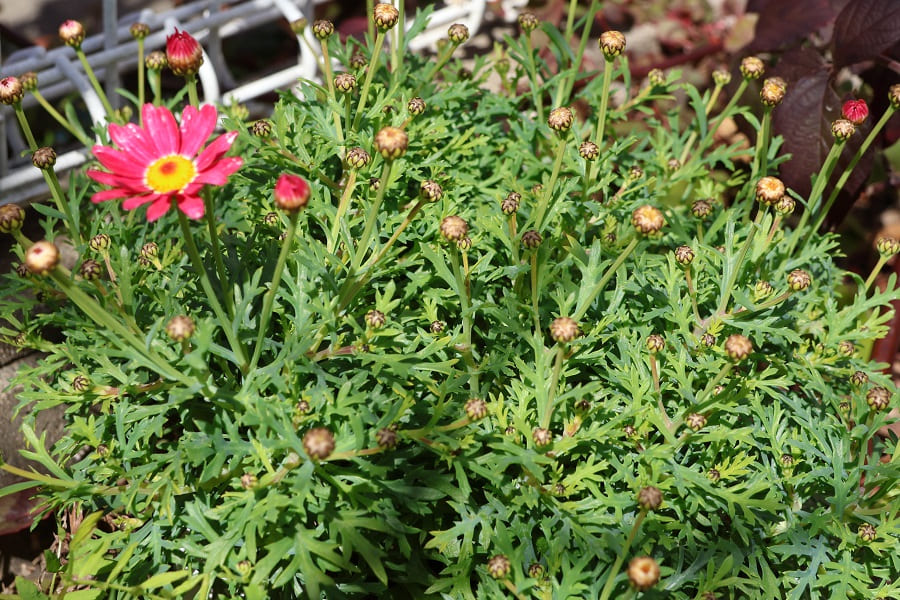 マーガレットストロベリーホイップの地植えが冬越し→花を咲かせた！