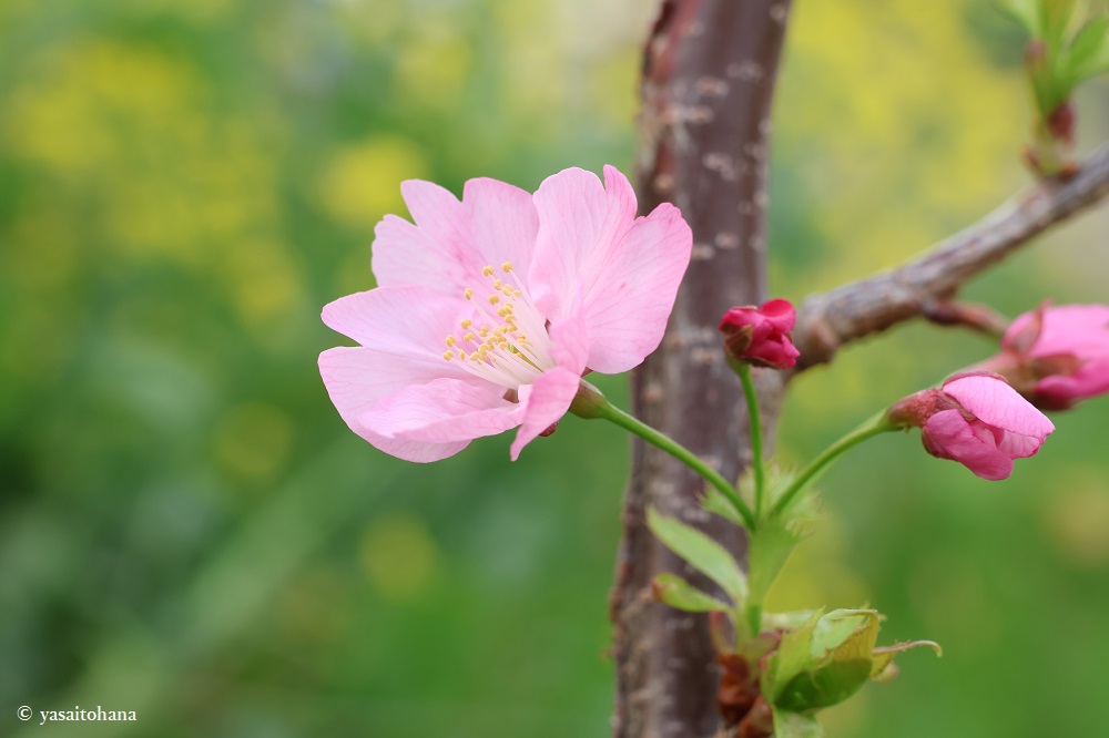 陽光桜の苗木購入から約1年！4月にピンク色の花開く