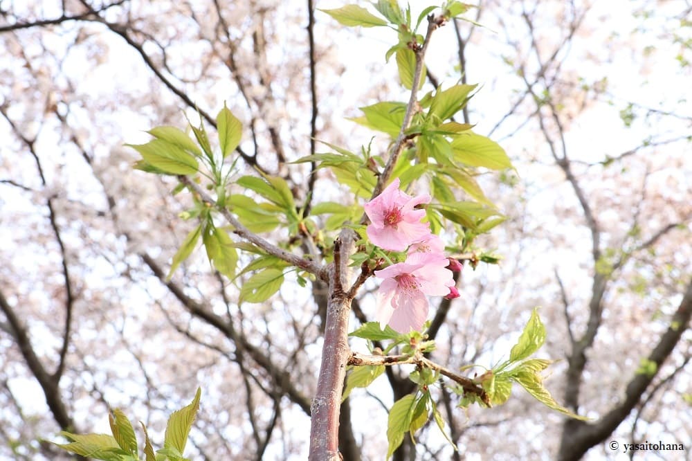 陽光桜の苗木購入から約1年！4月にピンク色の花開く