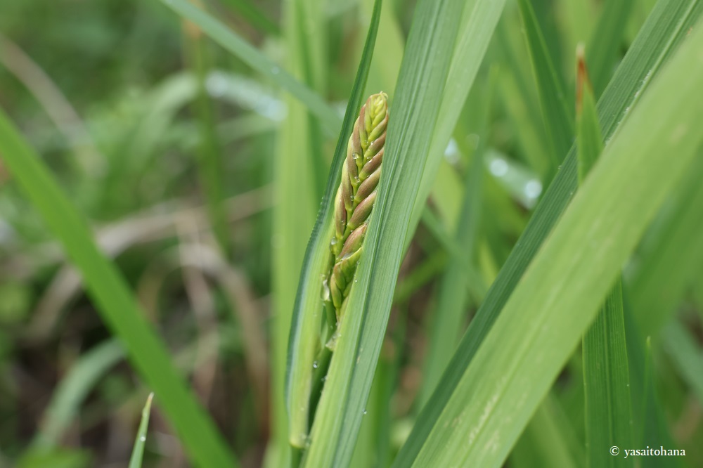 ヒメヒオウギズイセンにつぼみ！植え替え後新しい場所に馴染んだ？