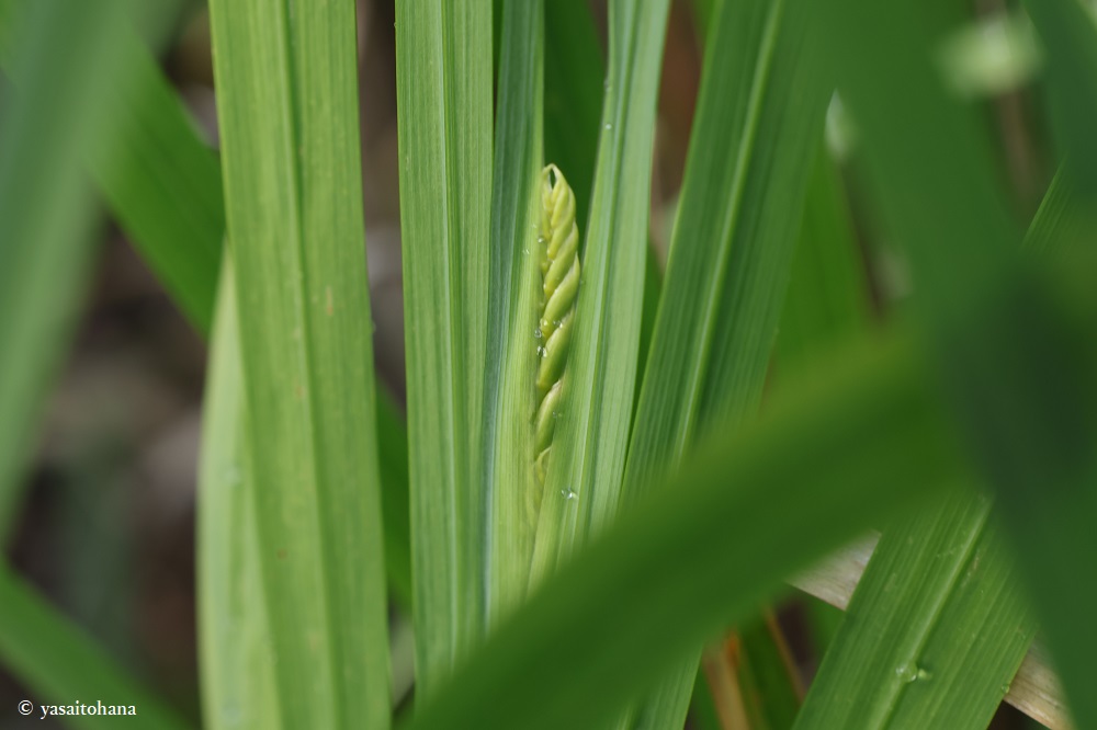 ヒメヒオウギズイセンにつぼみ！植え替え後新しい場所に馴染んだ？