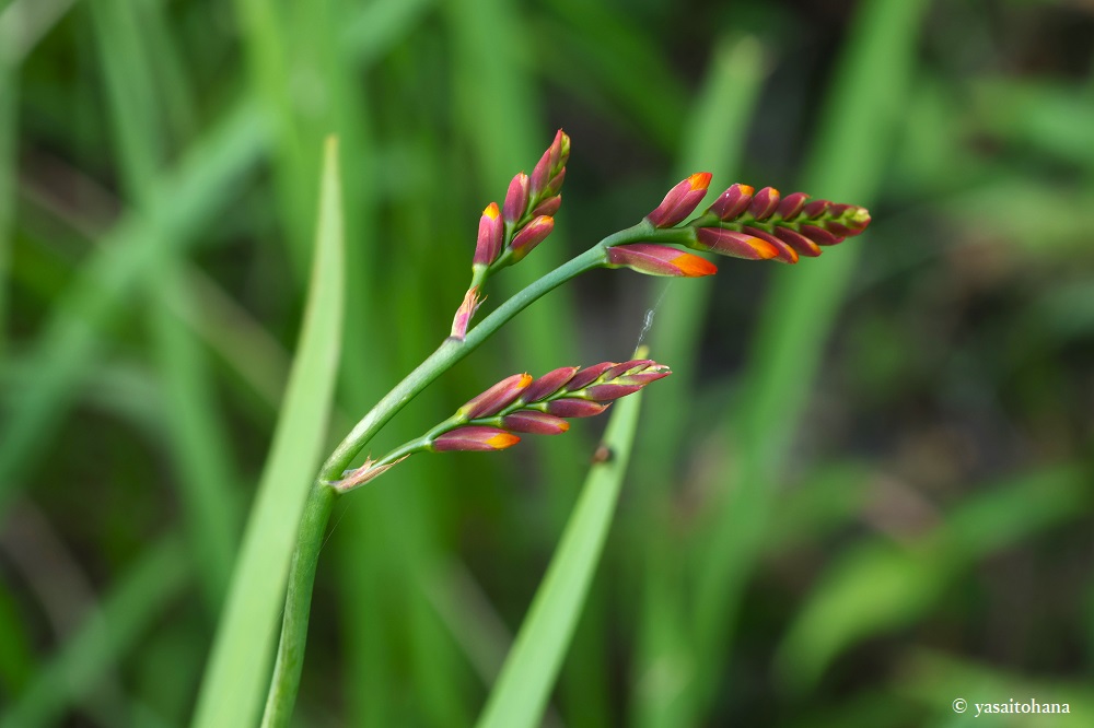 ヒメヒオウギズイセンにつぼみ！植え替え後新しい場所に馴染んだ？