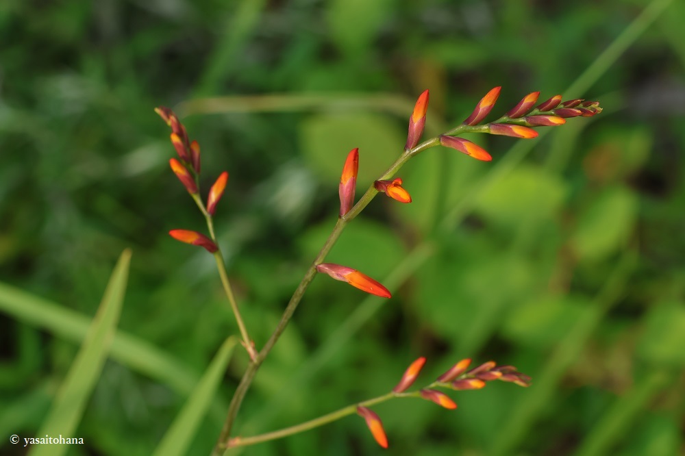 ヒメヒオウギズイセンにつぼみ！植え替え後新しい場所に馴染んだ？