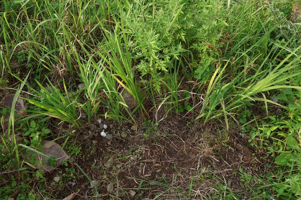 ヒメヒオウギズイセンにつぼみ！植え替え後新しい場所に馴染んだ？