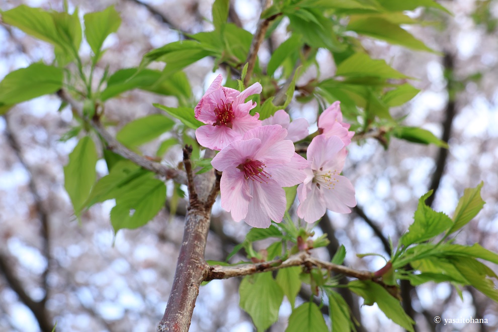 陽光桜の苗木購入から約1年！4月にピンク色の花開く