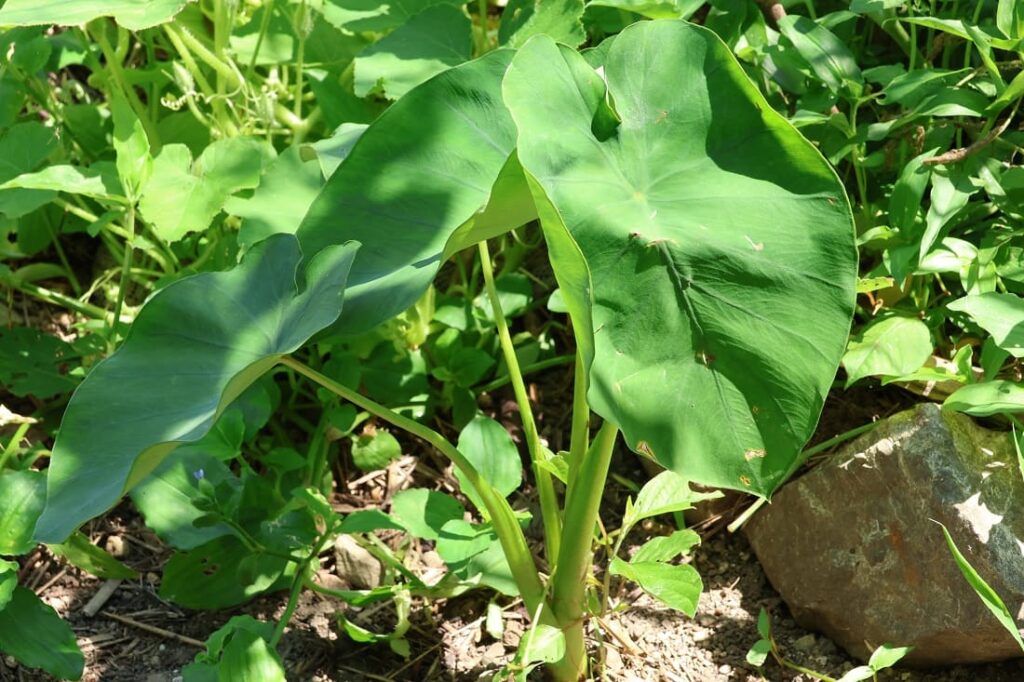 里芋らしき植物が畑に出現！芋煮会の開催に向けて栽培に励む