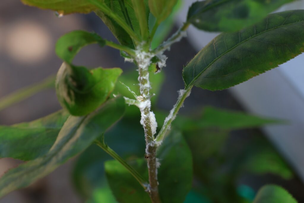 梨を種から栽培！発芽から4ヶ月間の記録