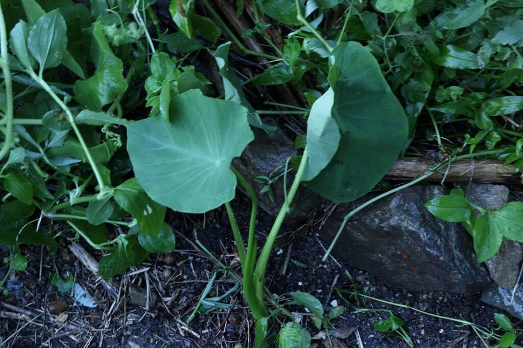 里芋らしき植物が畑に出現！芋煮会の開催に向けて栽培に励む