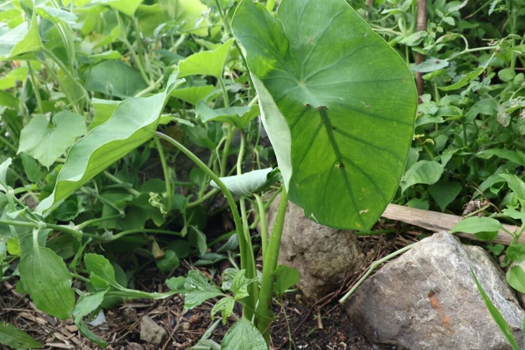 里芋らしき植物が畑に出現！芋煮会の開催に向けて栽培に励む