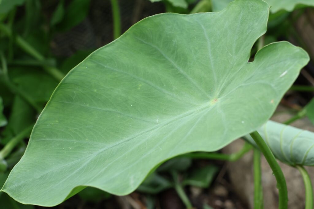 里芋らしき植物が畑に出現！芋煮会の開催に向けて栽培に励む