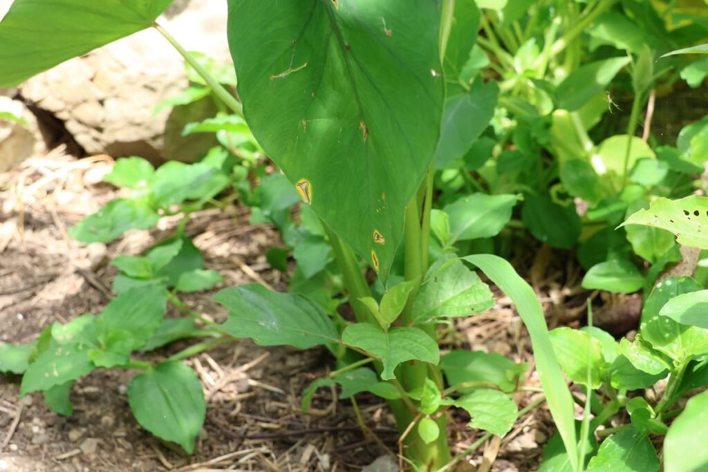 里芋の土寄せと米ぬか追肥【ド素人による里芋栽培記】