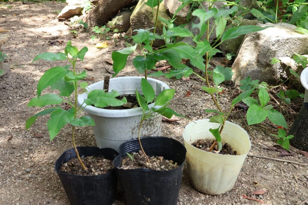 梨を種から栽培！発芽から4ヶ月間の記録