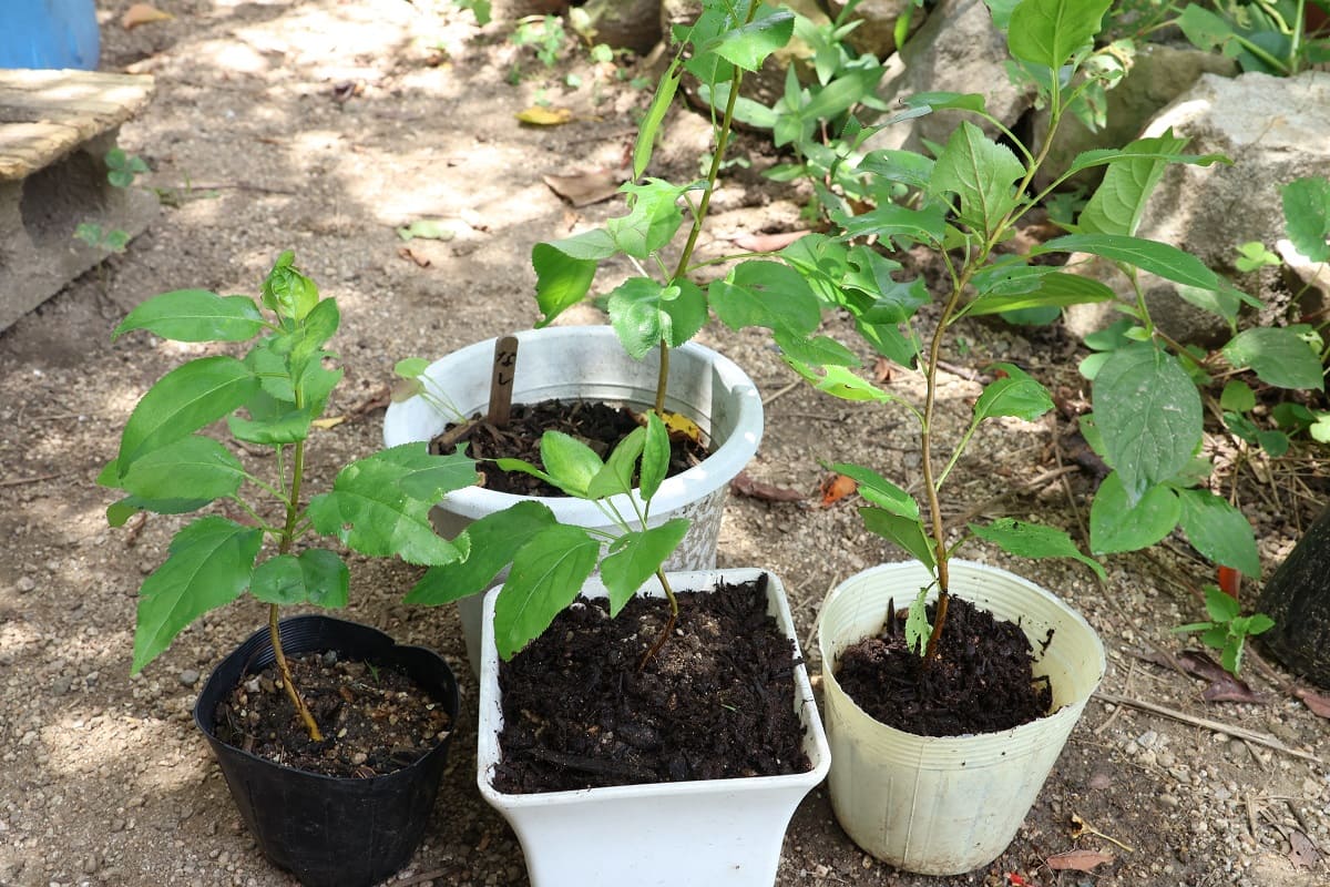 梨を種から栽培！発芽から4ヶ月間の記録