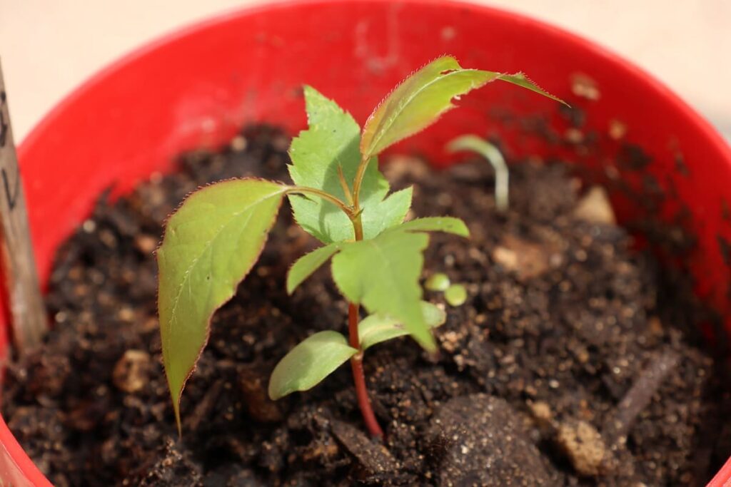 梨を種から栽培！発芽から4ヶ月間の記録