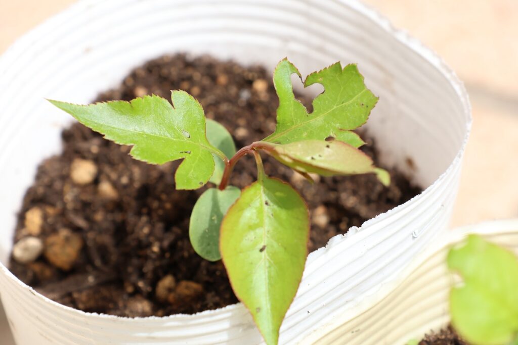 梨を種から栽培！発芽から4ヶ月間の記録