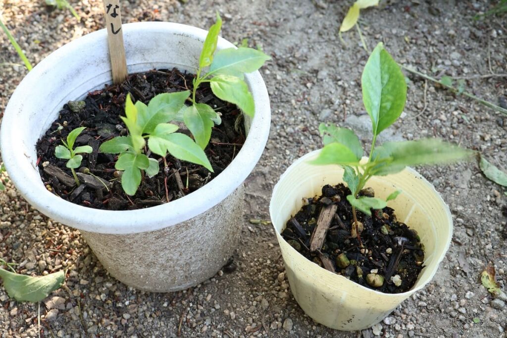 梨を種から栽培！発芽から4ヶ月間の記録