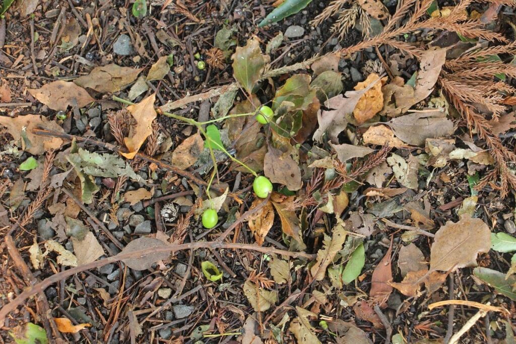 センダンの実を植えたらいつの間にか発芽していた