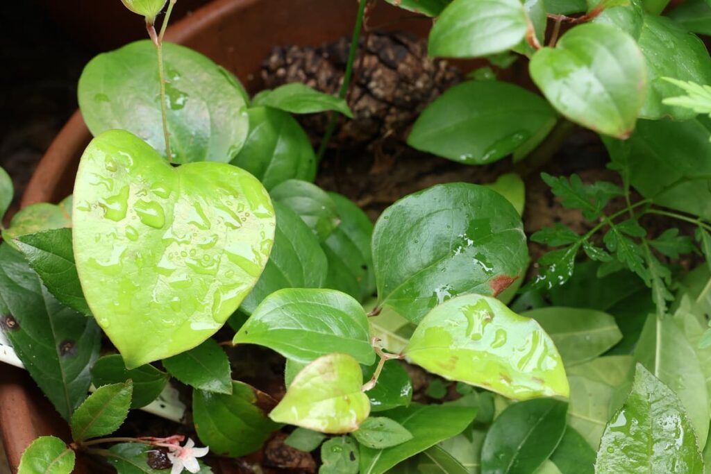 センダンの実を植えたらいつの間にか発芽していた