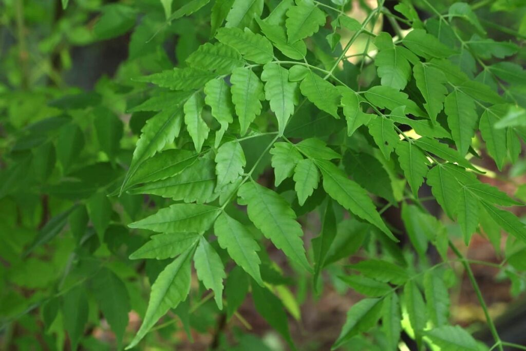 センダンの実を植えたらいつの間にか発芽していた