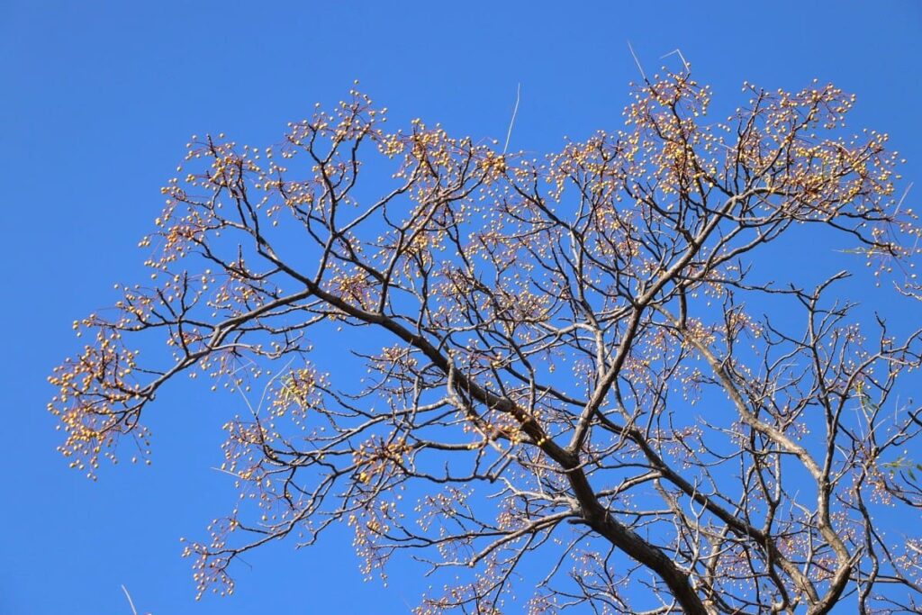 センダンの実を植えたらいつの間にか発芽していた