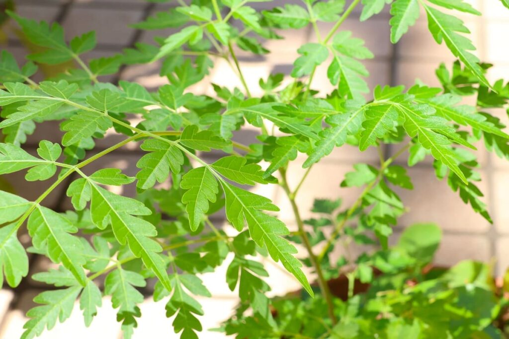 センダンの実を植えたらいつの間にか発芽していた