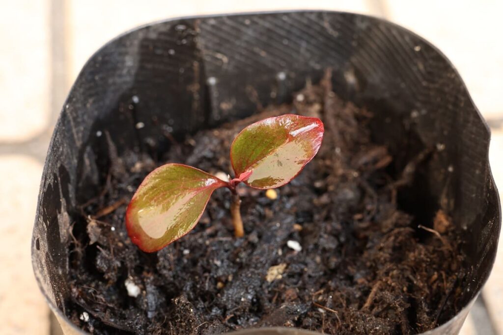 【南天の発芽にかかる日数って？】赤い実から南天を増やす