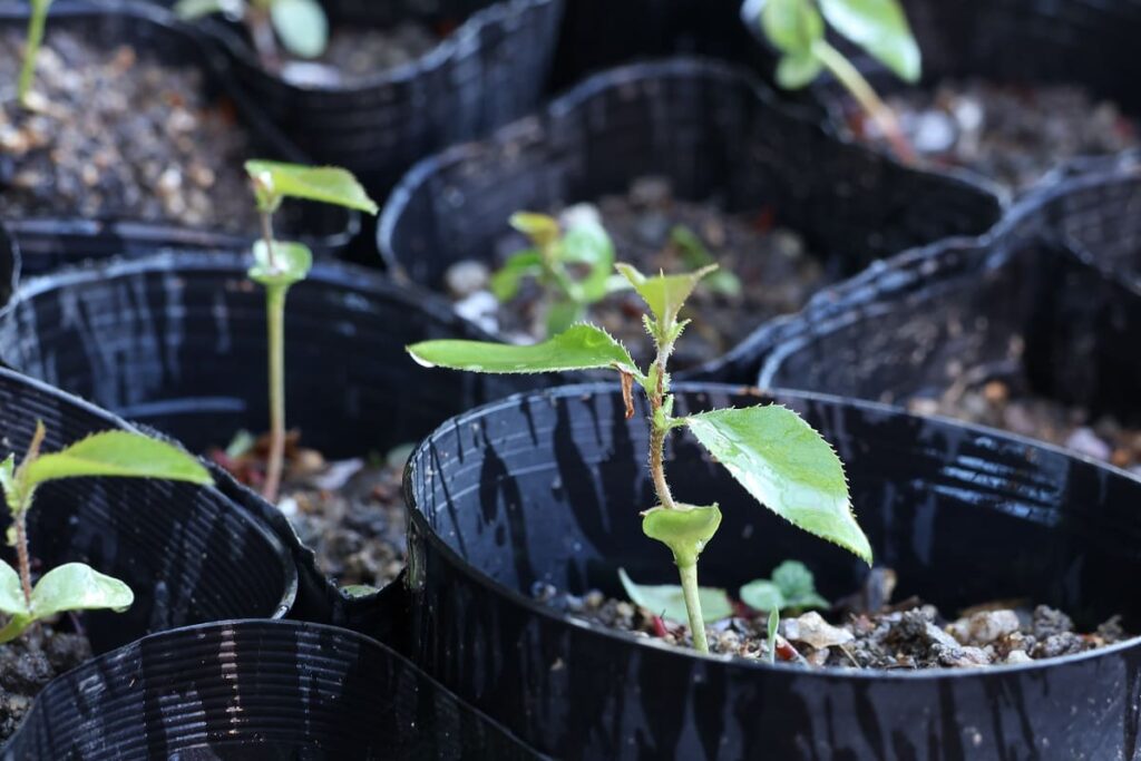 かりんを種から育てる計画！【発芽編】