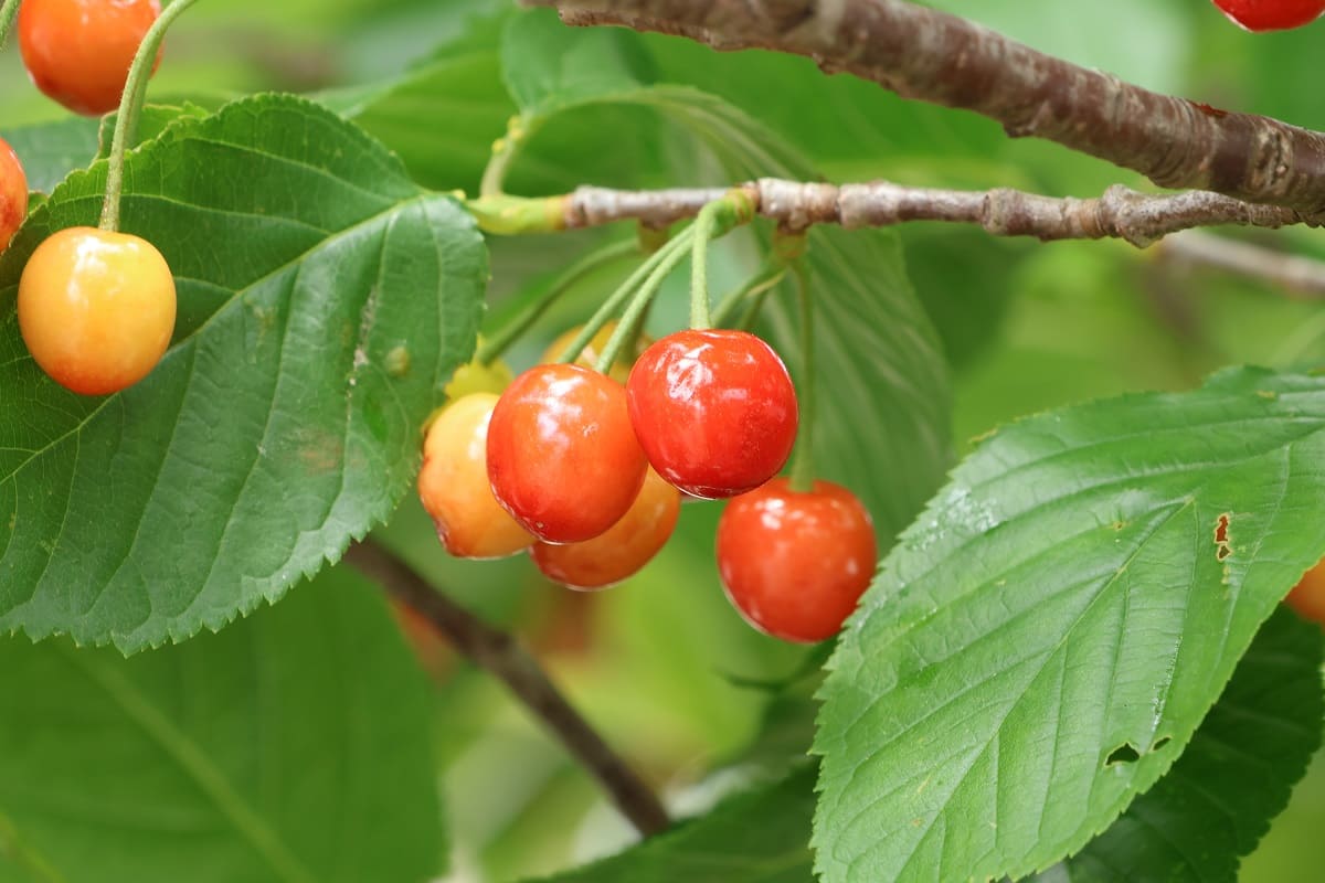 さくらんぼの軸の草木染め失敗！黄ばんだワイシャツみたいな色に！