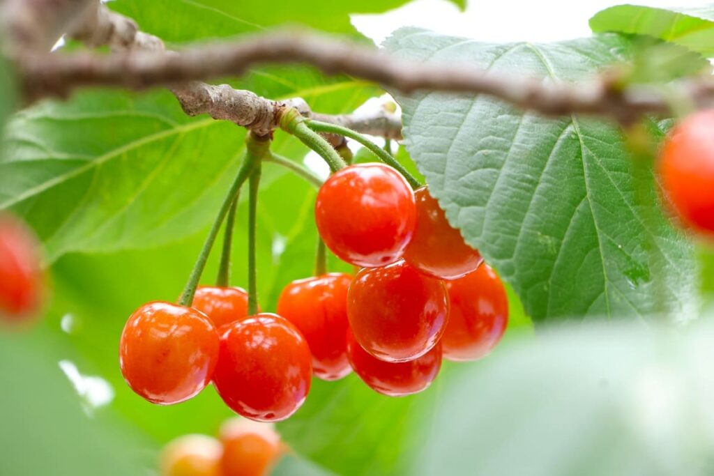 【さくらんぼの枝で草木染め】ピンク色に染められるか?