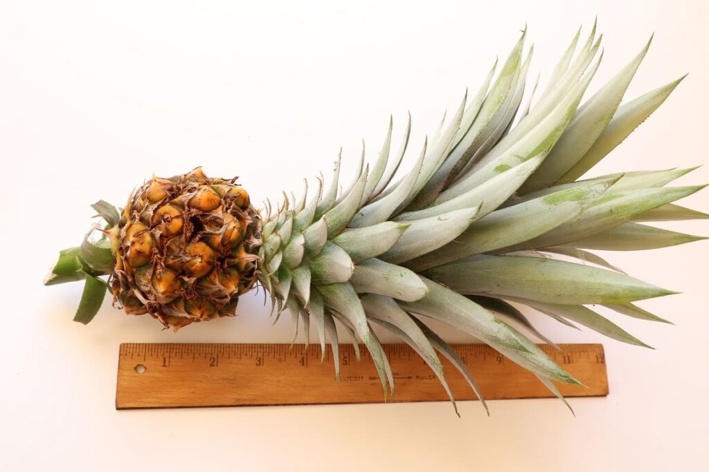 【パイナップル栽培成功】ヘタを鉢植えしてから2年半で収穫!
