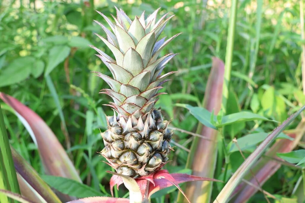 【パイナップル栽培成功】ヘタを鉢植えしてから2年半で収穫!