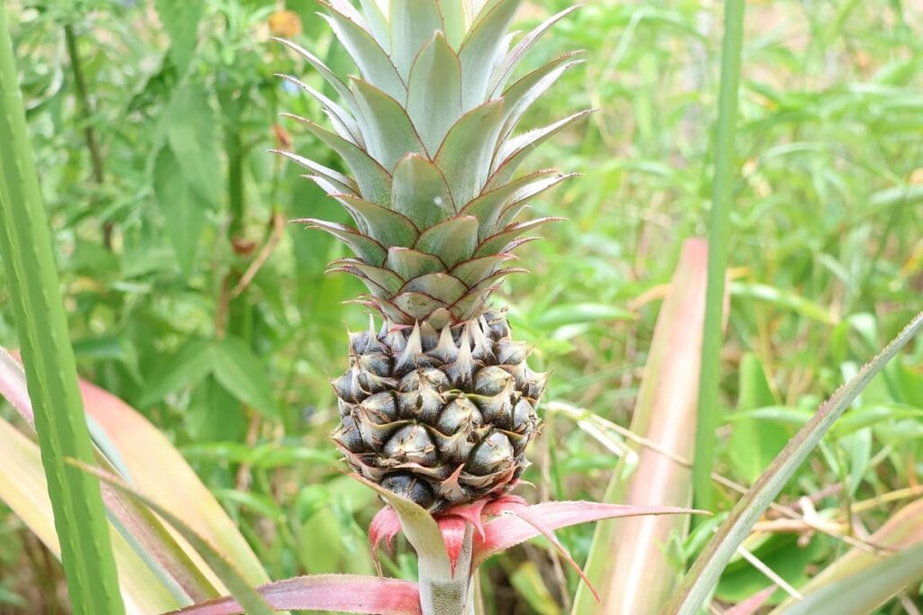【パイナップル栽培成功】ヘタを鉢植えしてから2年半で収穫!