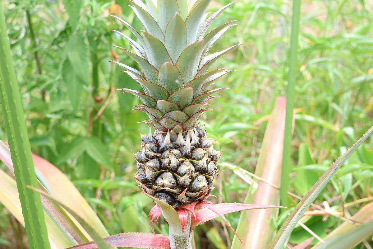 【パイナップル栽培成功】ヘタを鉢植えしてから2年半で収穫！