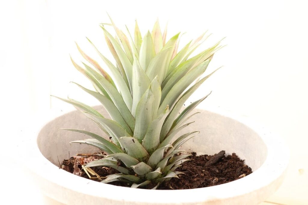 【パイナップル栽培成功】ヘタを鉢植えしてから2年半で収穫!