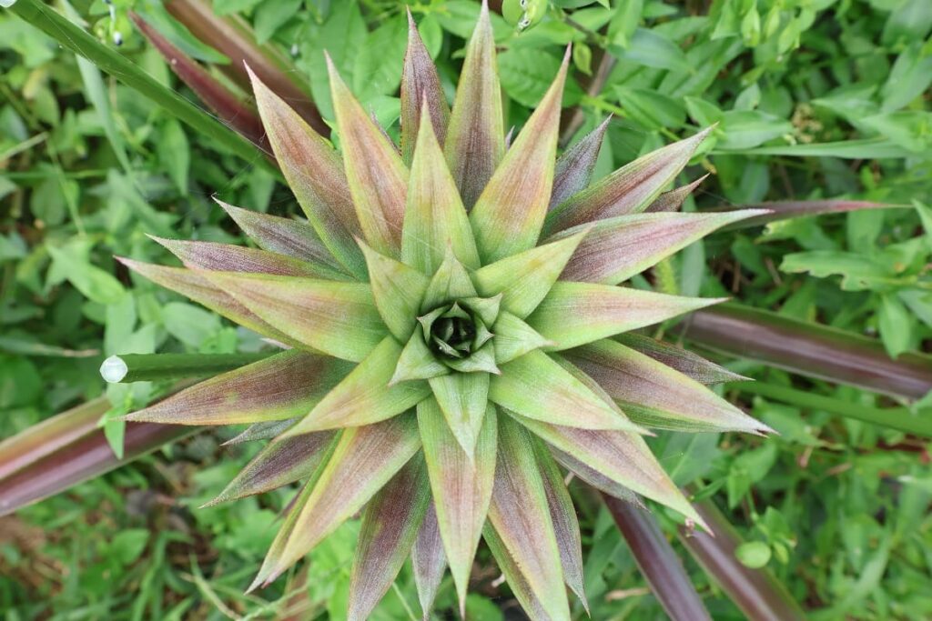 【パイナップル栽培成功】ヘタを鉢植えしてから2年半で収穫!