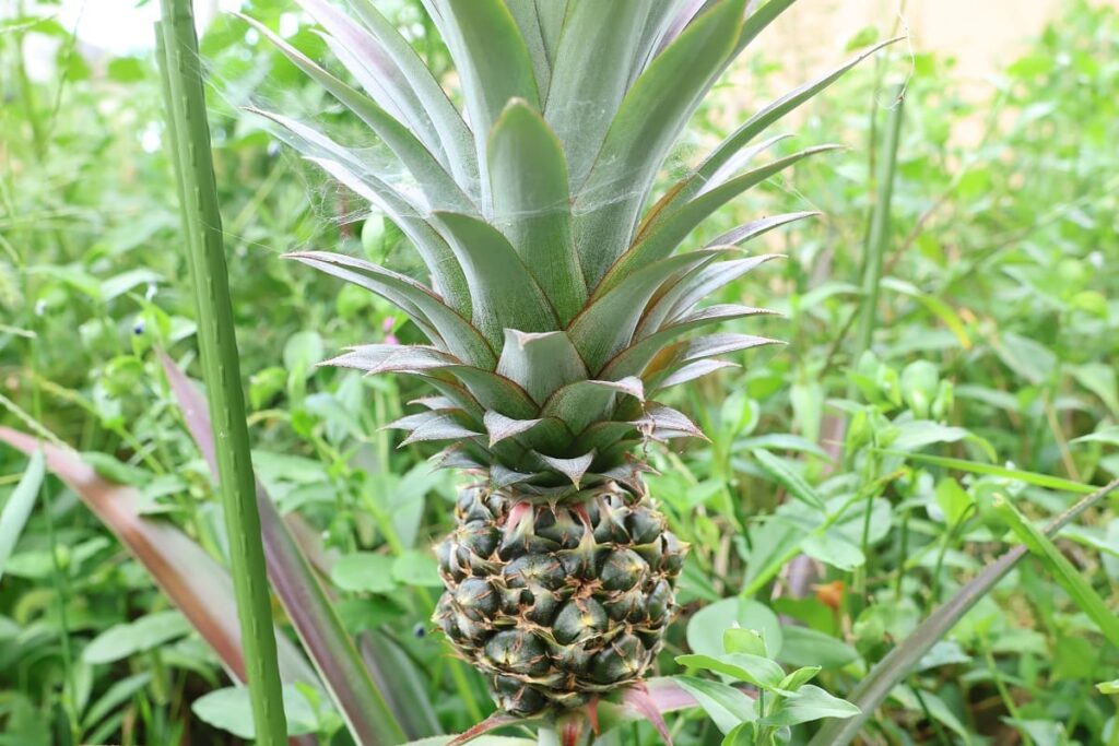 【パイナップル栽培成功】ヘタを鉢植えしてから2年半で収穫!