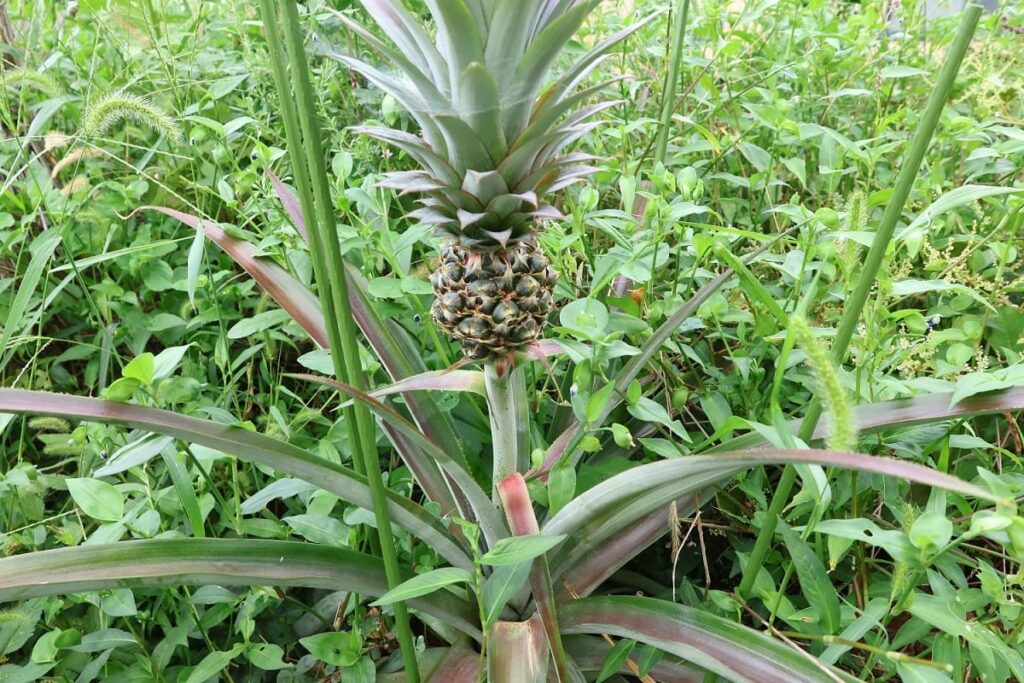 【パイナップル栽培成功】ヘタを鉢植えしてから2年半で収穫!
