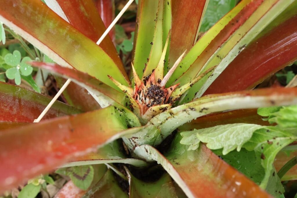 【パイナップル栽培成功】ヘタを鉢植えしてから2年半で収穫!