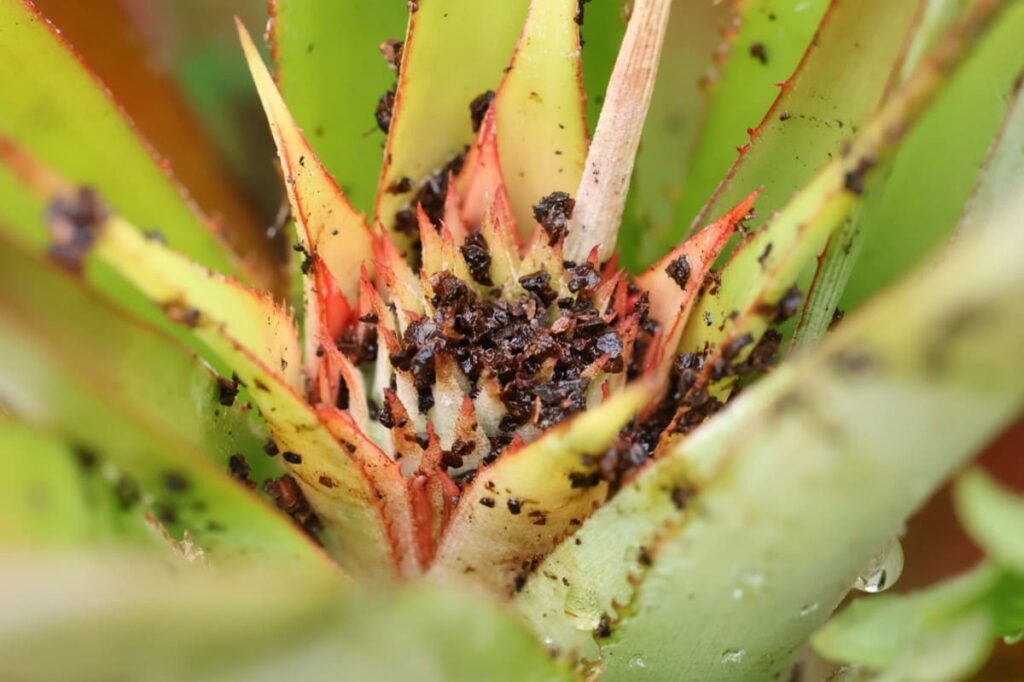 【パイナップル栽培成功】ヘタを鉢植えしてから2年半で収穫!