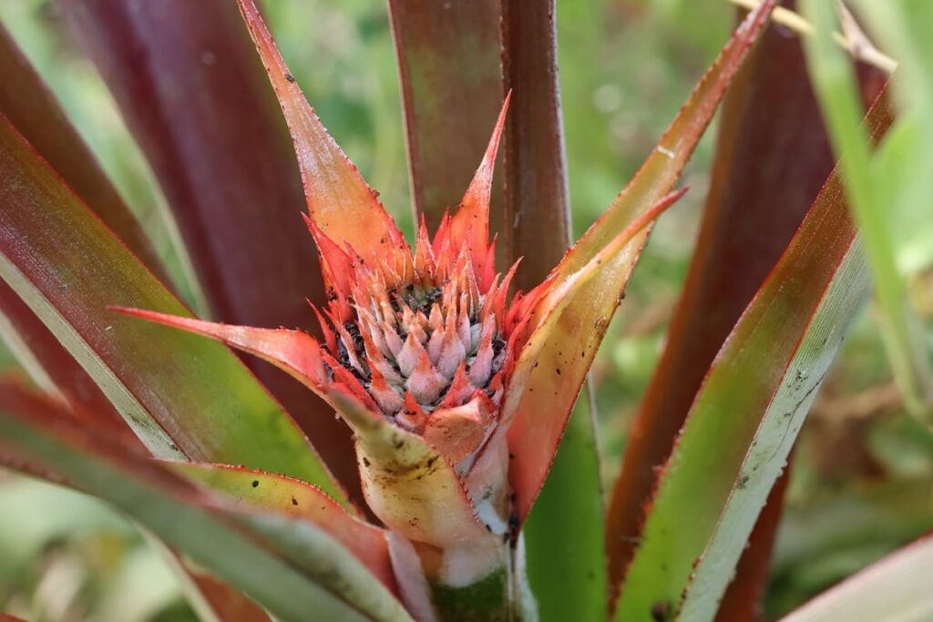 【パイナップル栽培成功】ヘタを鉢植えしてから2年半で収穫！