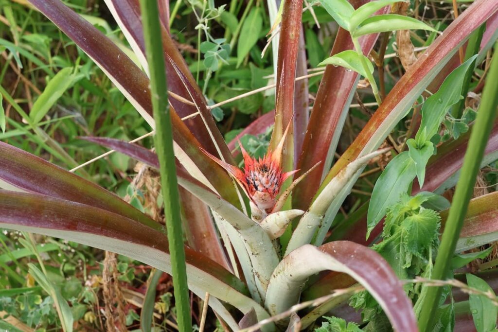【パイナップル栽培成功】ヘタを鉢植えしてから2年半で収穫！