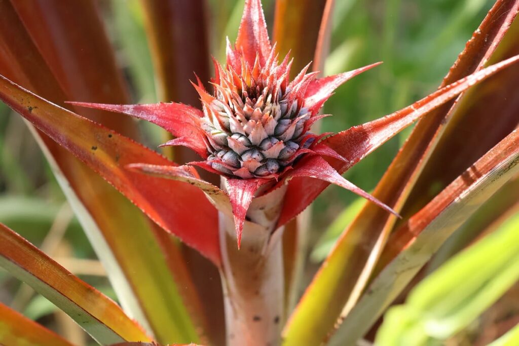 【パイナップル栽培成功】ヘタを鉢植えしてから2年半で収穫!