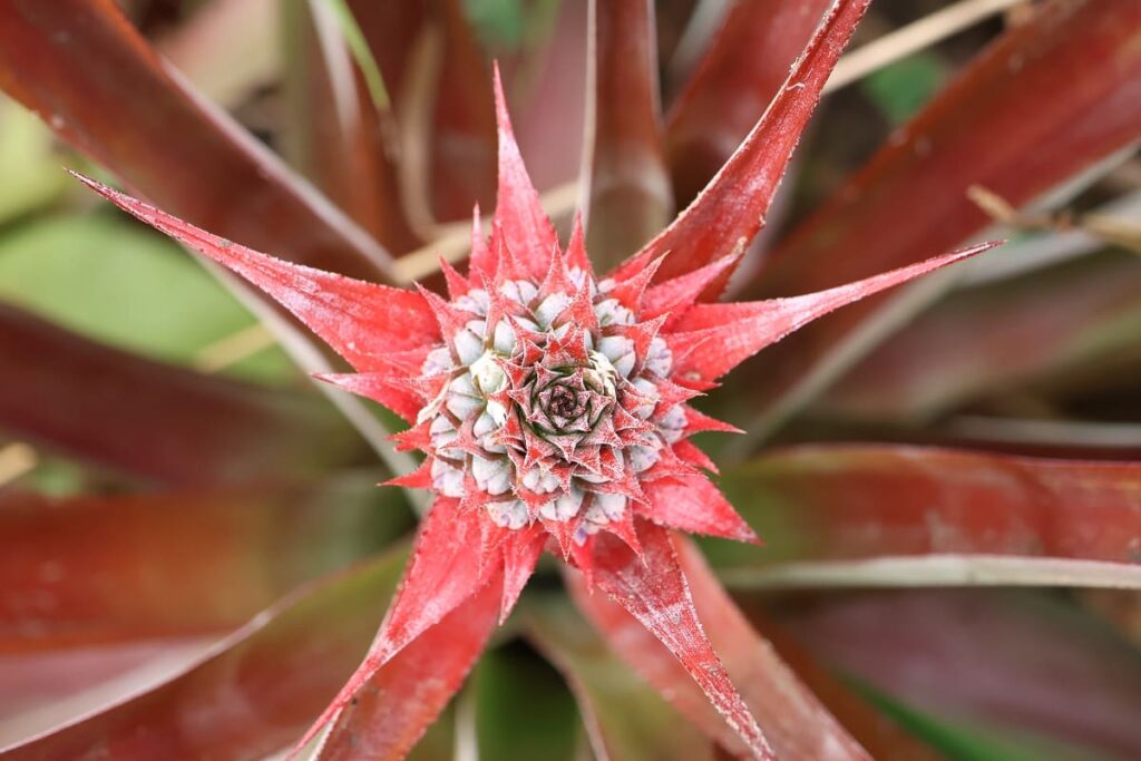 【パイナップル栽培成功】ヘタを鉢植えしてから2年半で収穫!
