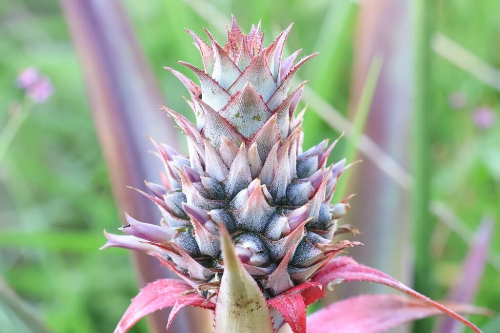 【パイナップル栽培成功】ヘタを鉢植えしてから2年半で収穫!