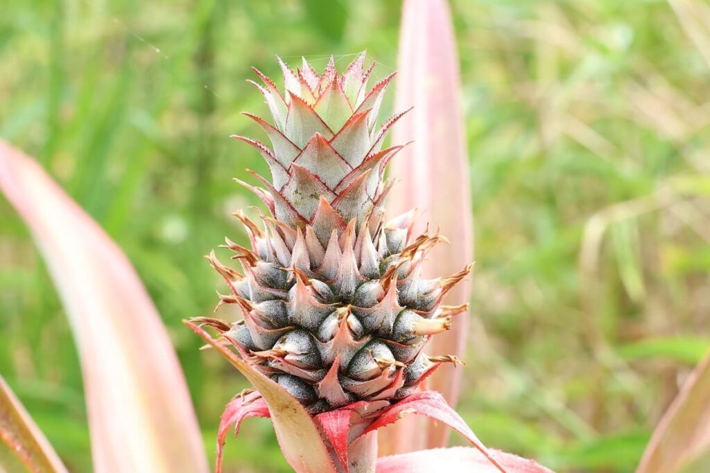 【パイナップル栽培成功】ヘタを鉢植えしてから2年半で収穫!