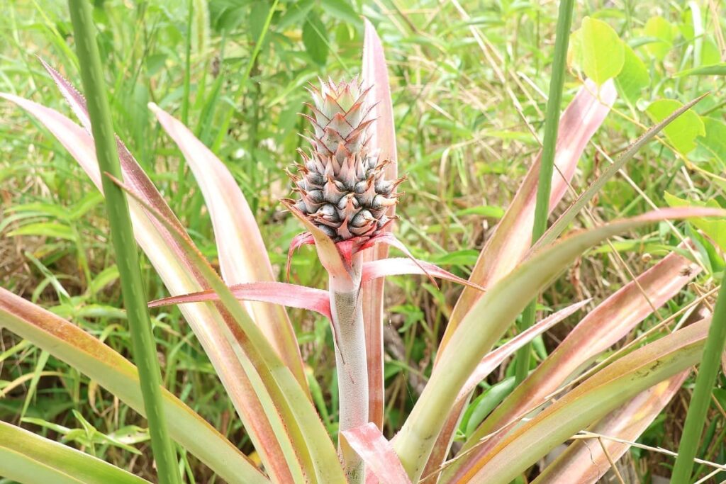 【パイナップル栽培成功】ヘタを鉢植えしてから2年半で収穫!